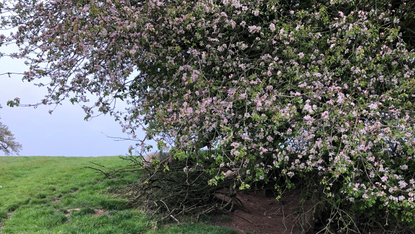 Crab Apple .jpg