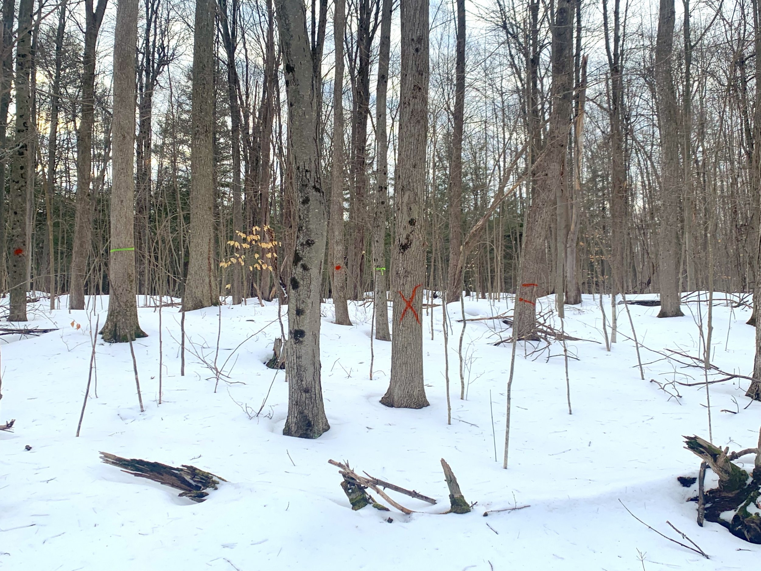 Crop Tree Marking.jpg