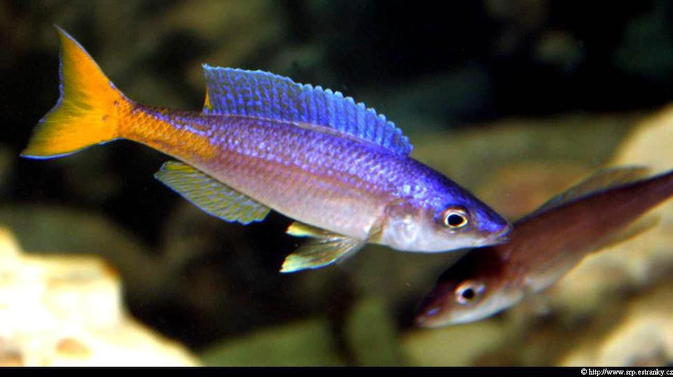 cypri_lepto_utinta_fluorescent_m_02 copy.jpg