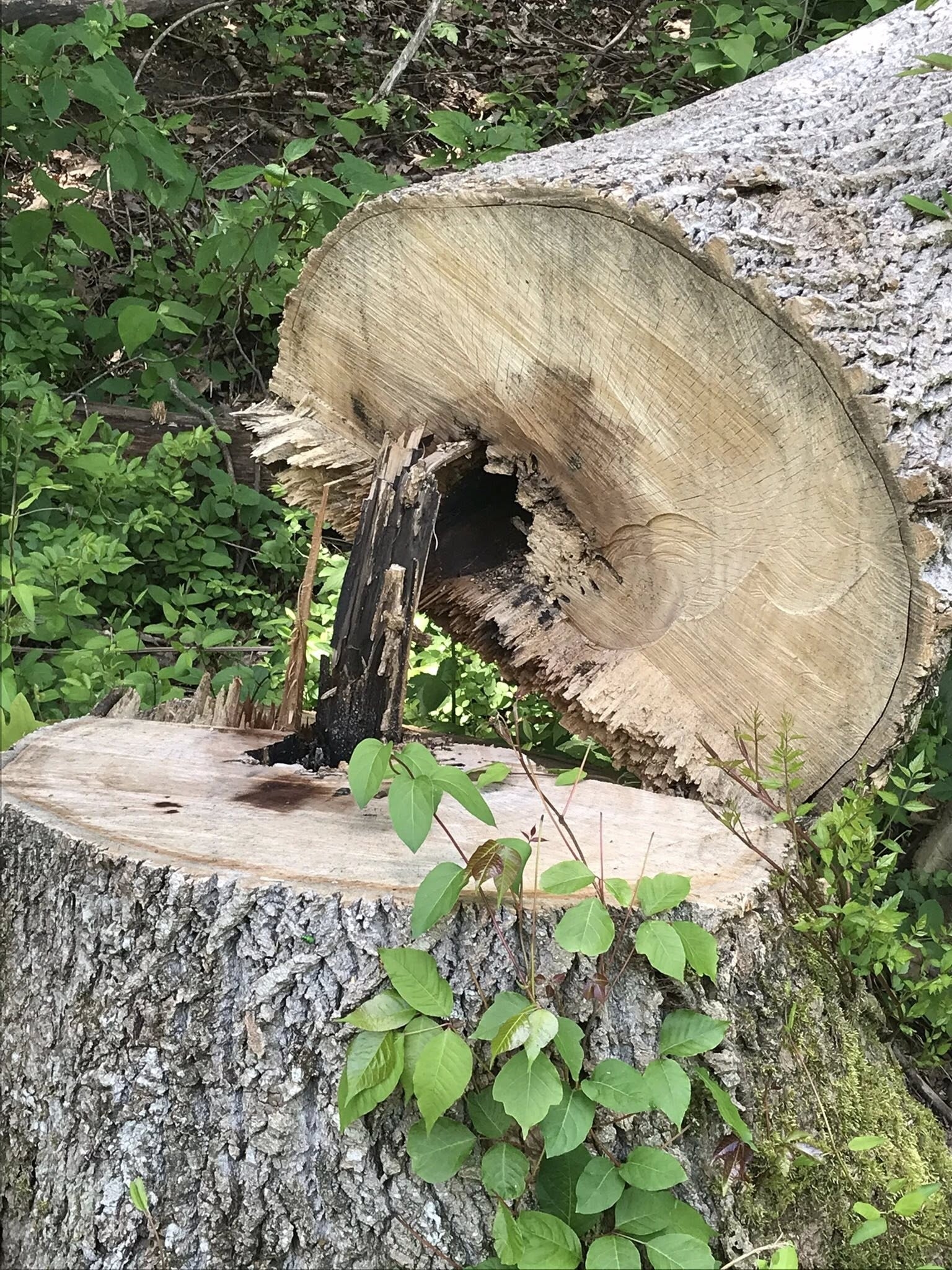 dadtrees.jpg