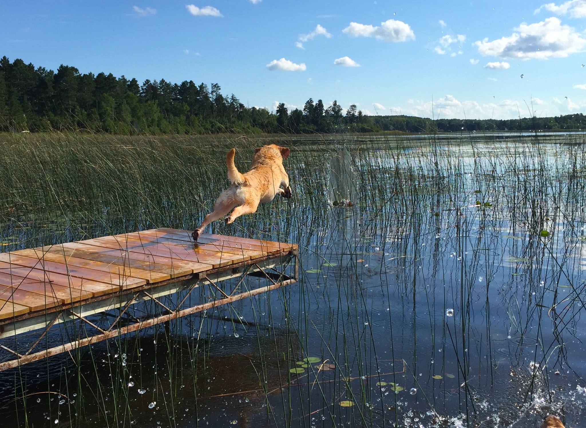 Dock jumping Buddy.jpg