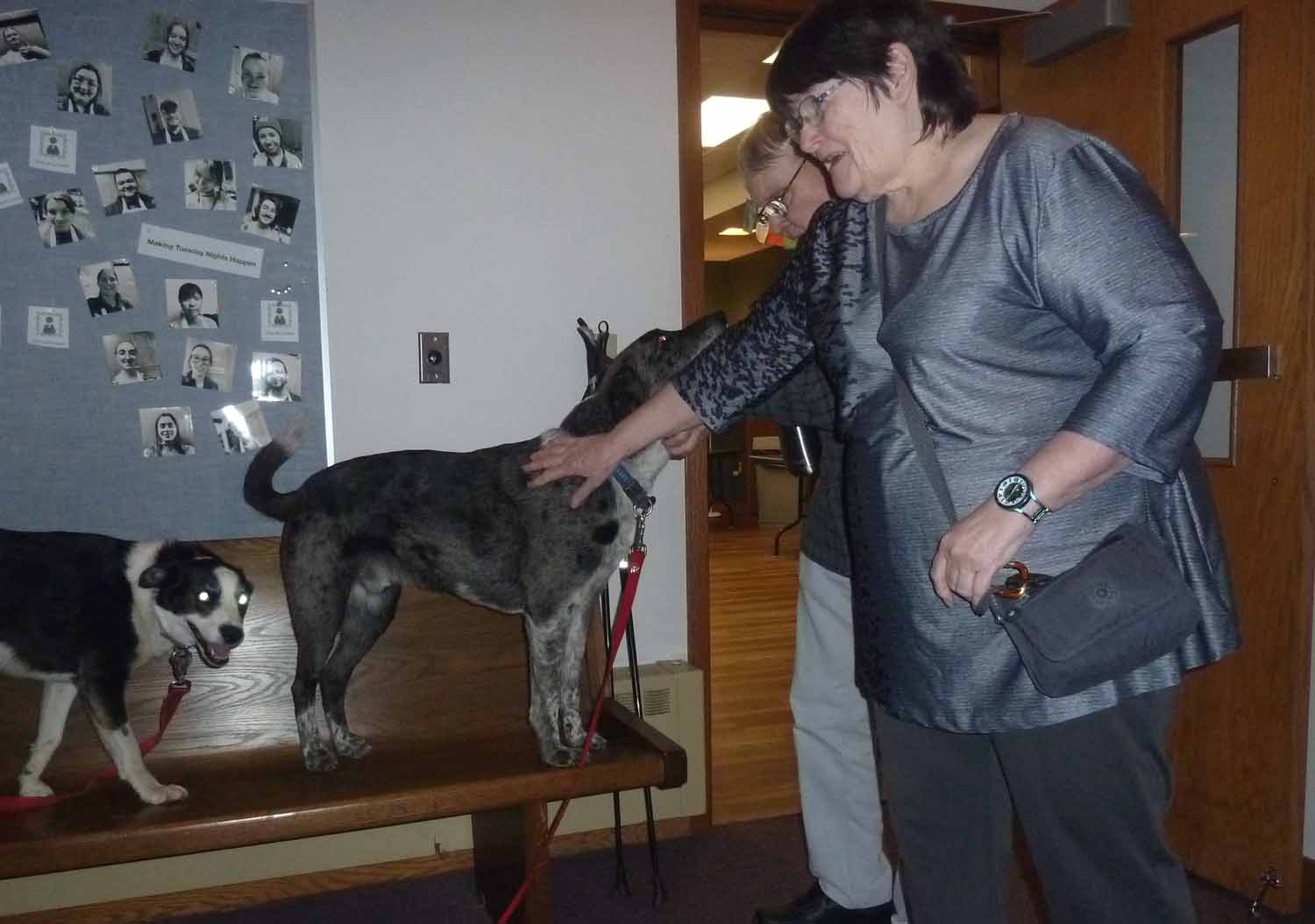 dogsgsc0888.jpg