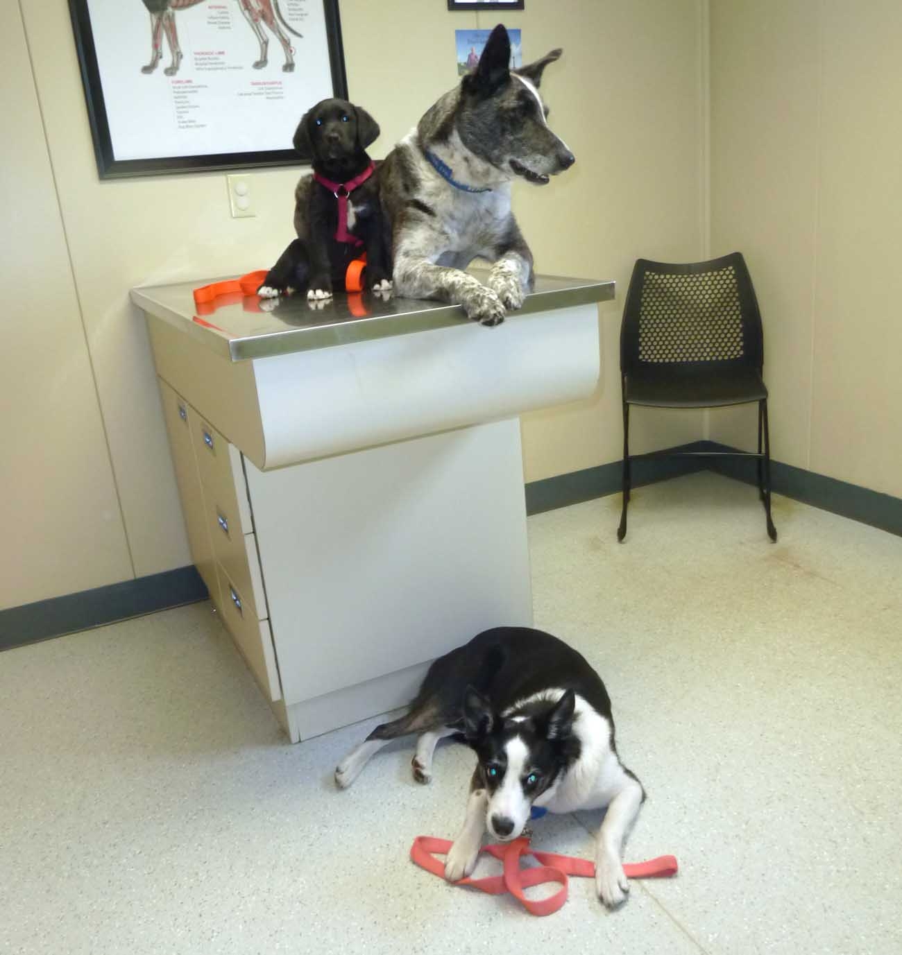 dogsvet0951.jpg
