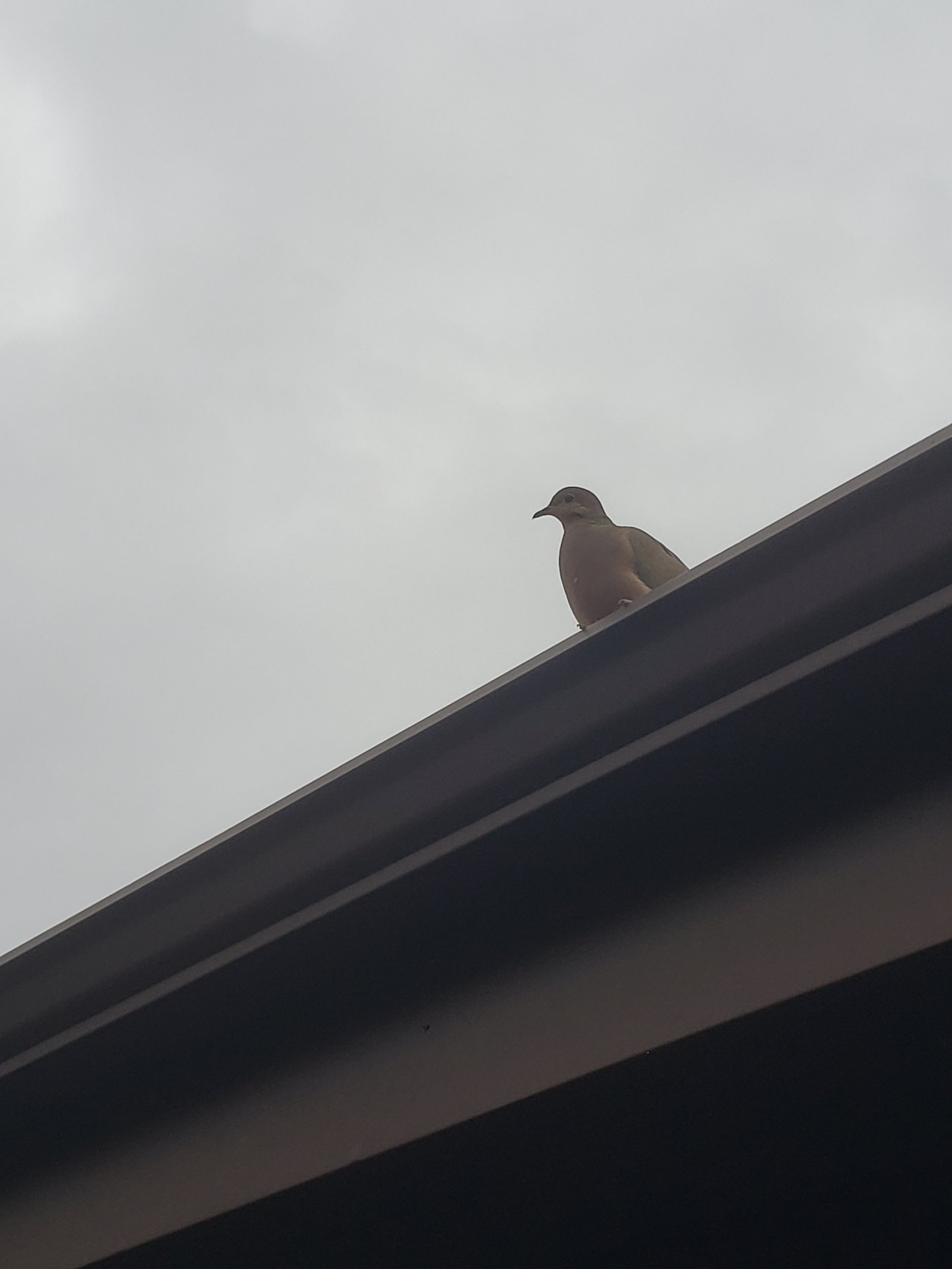 Dove20220309_065556.jpg