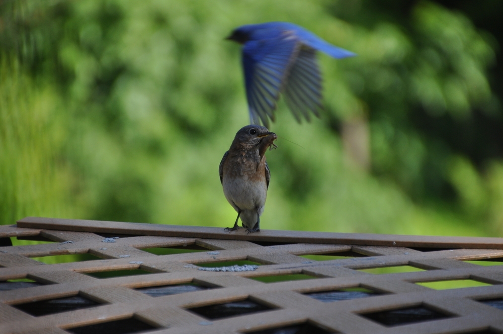 DSC_0115.resized.JPG