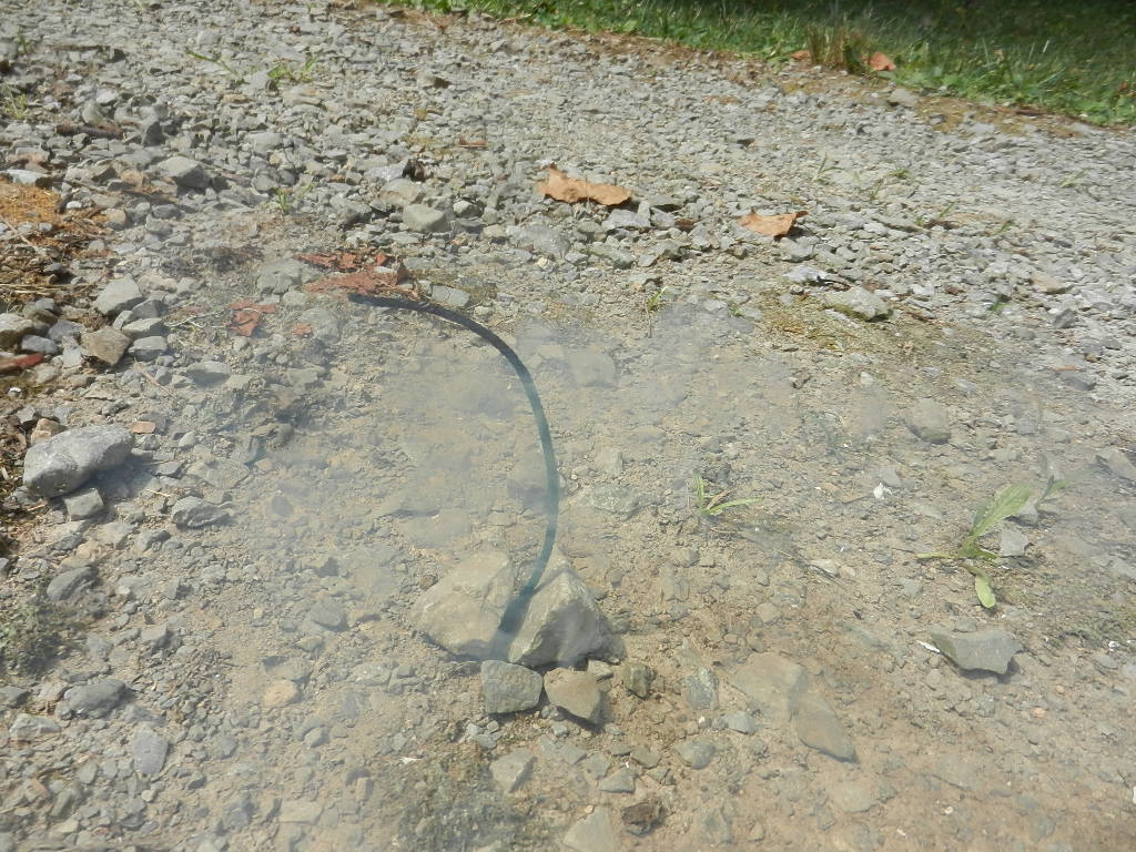 DSCN8110.JPG
