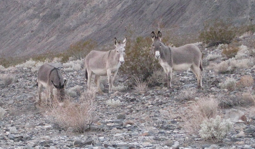 DVBurros.jpg