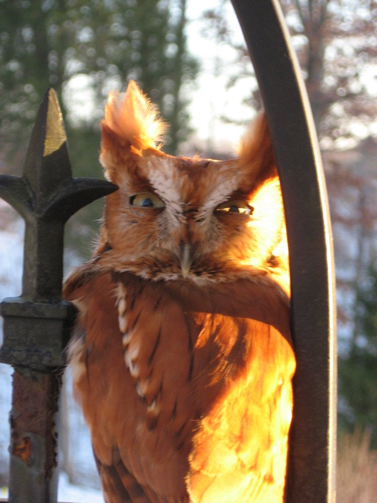 Eastern Screach Owl - Red Morph52.resized.JPG