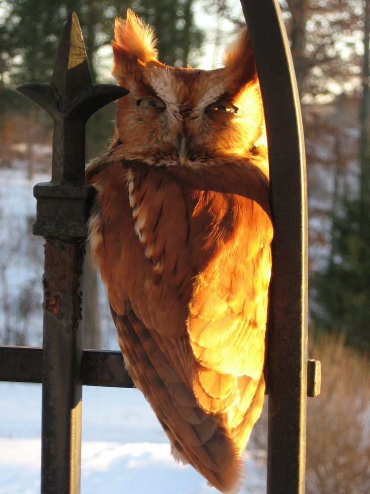 Eastern Screach Owl - Red Morph53.resized.JPG