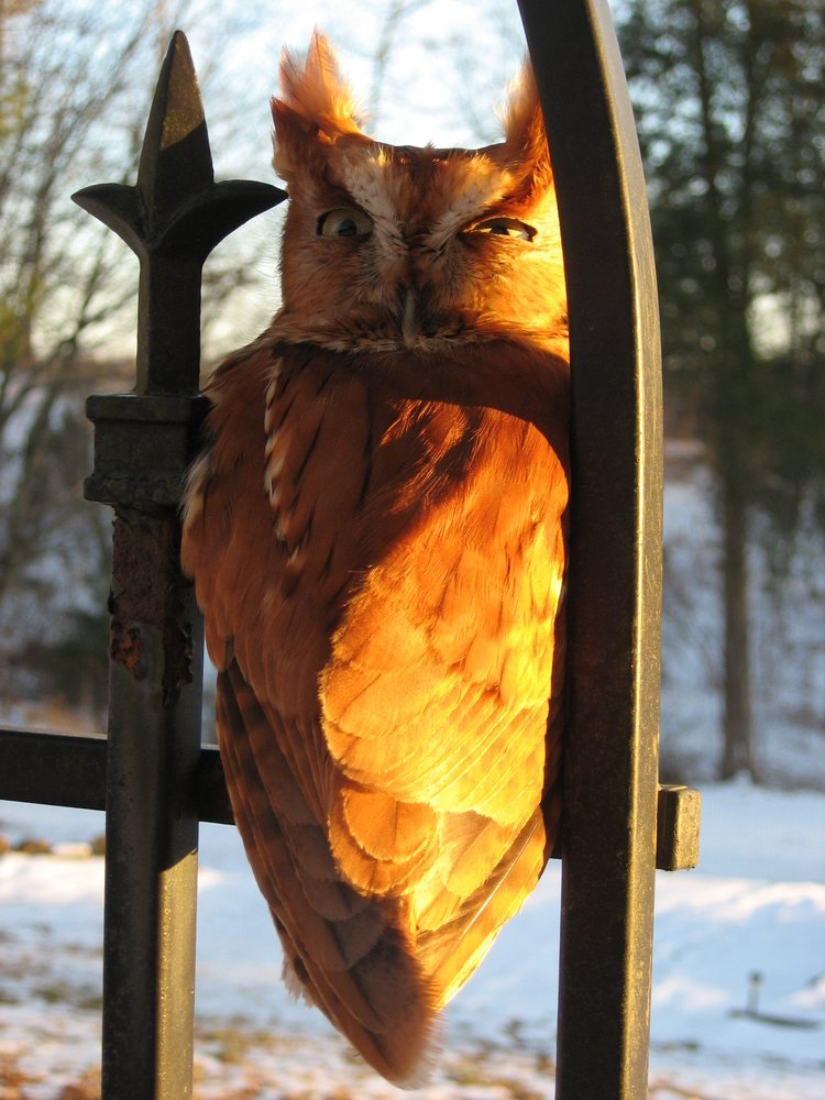 Eastern Screach Owl - Red Morph55.resized.JPG