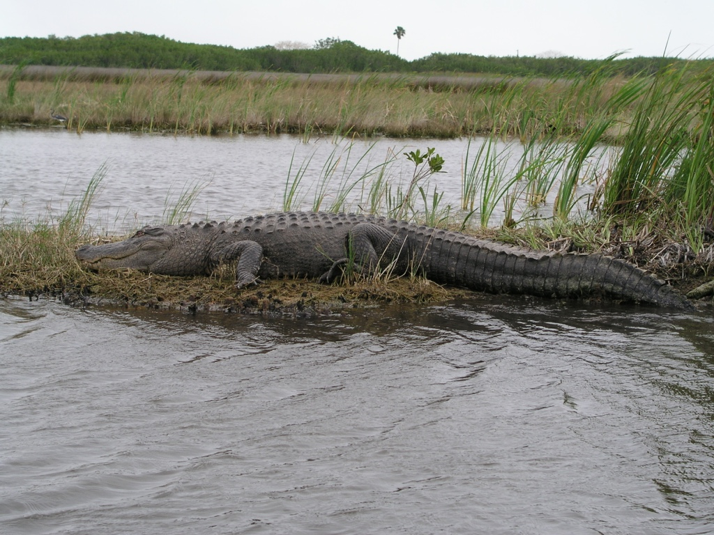 Everglades007.jpg