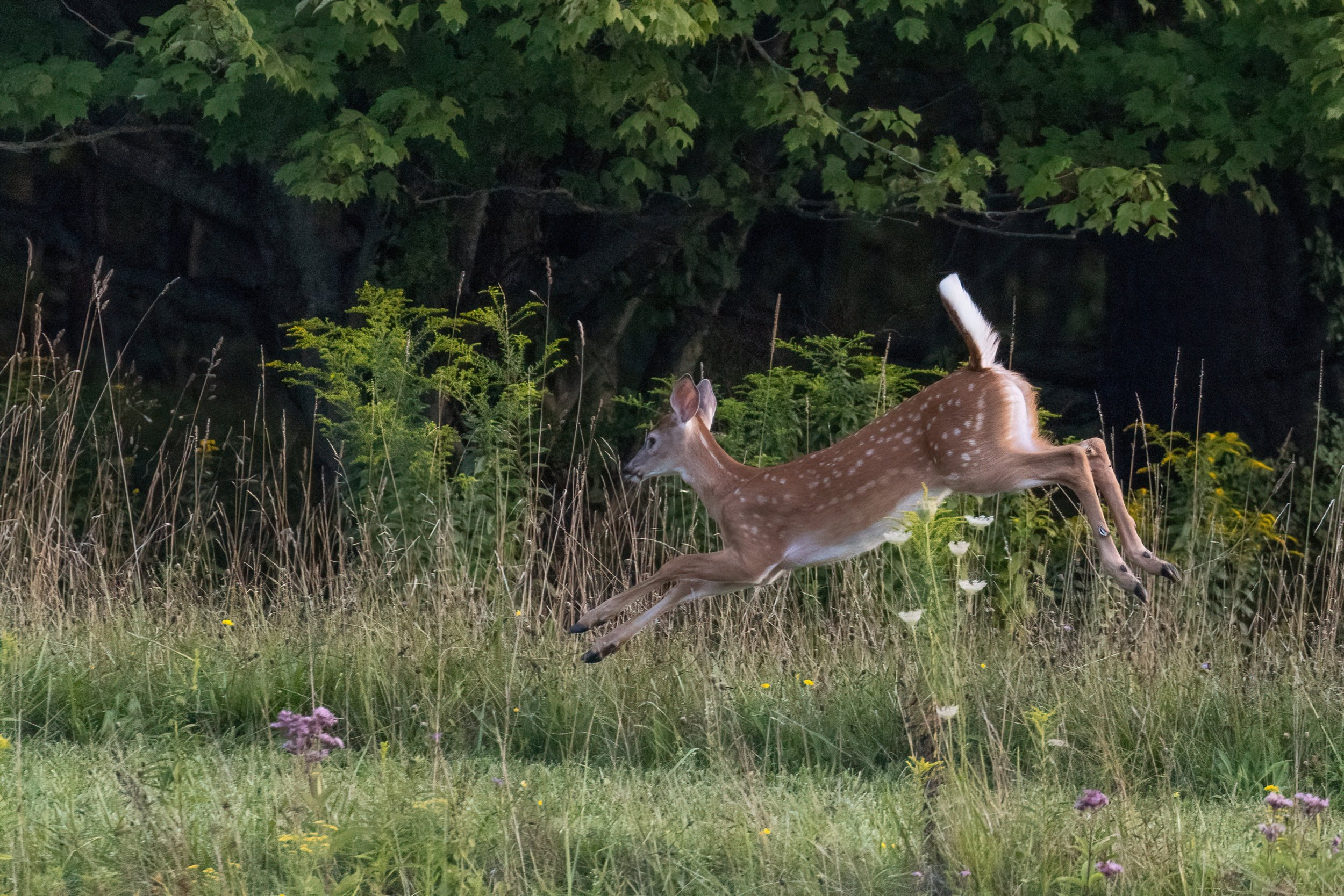 Fawn2.jpg