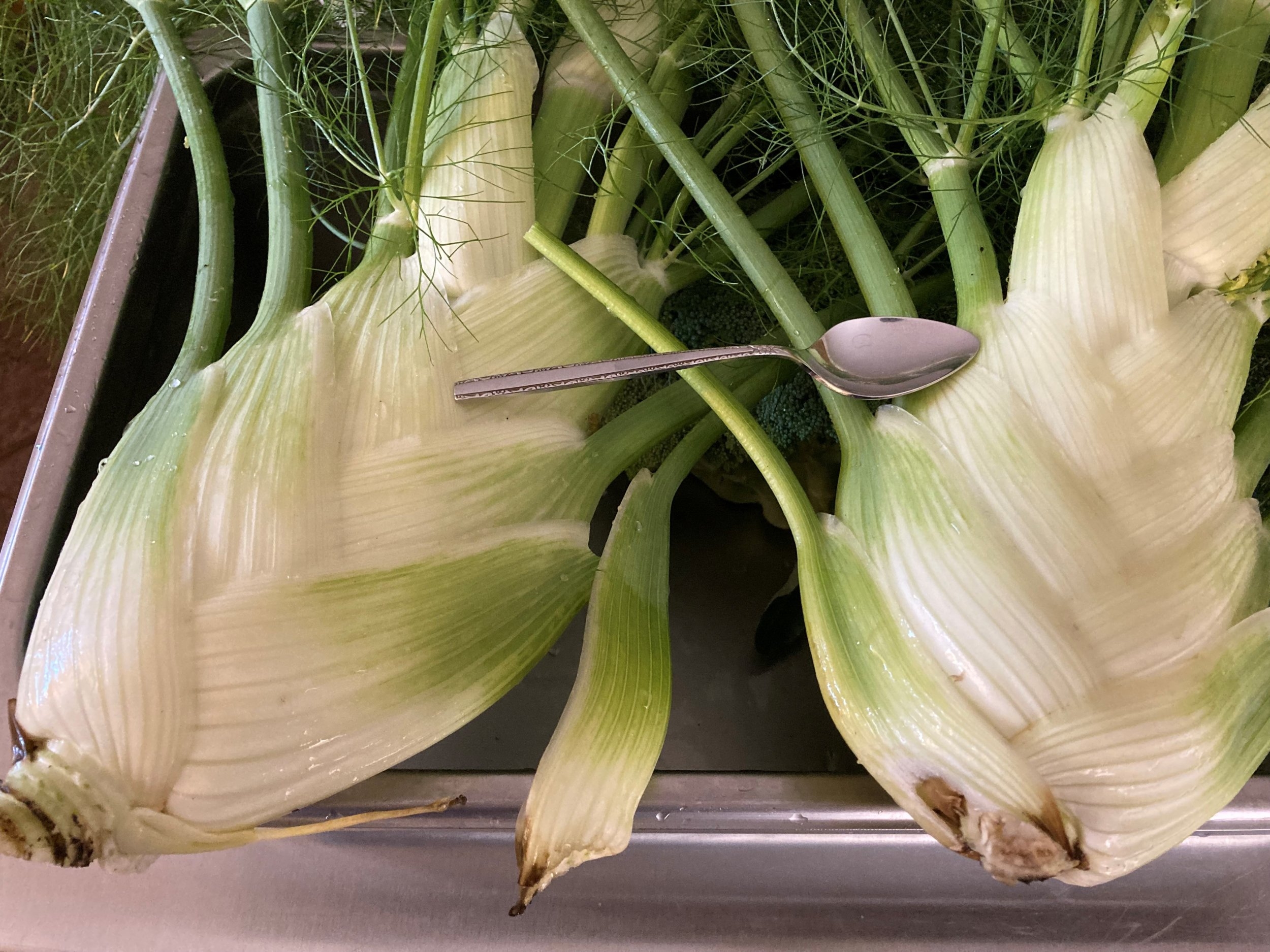 fennel.jpg