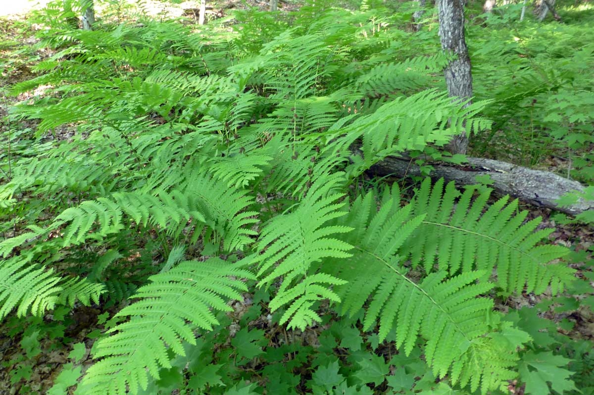 ferns0054.jpg