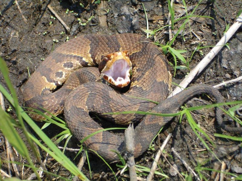 foraging-behaviour-elders-one-cottonmouths-prey-Aiken.jpg