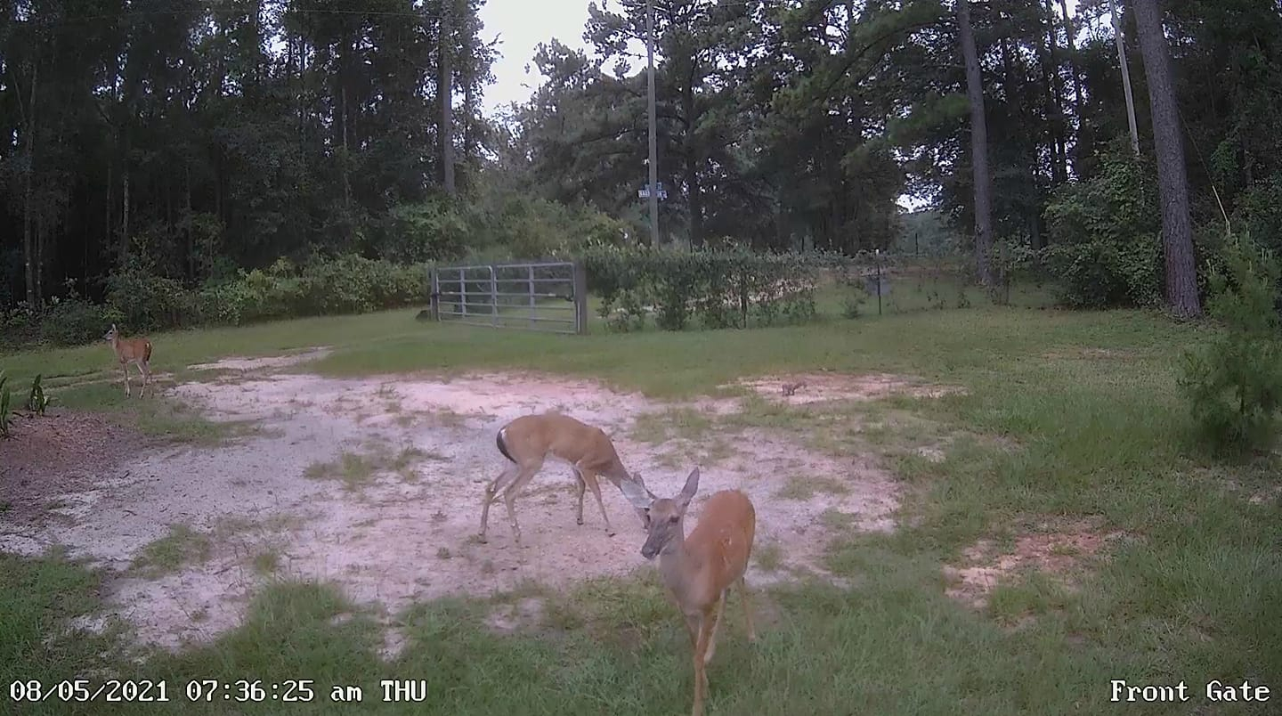 front=gate-deer.jpg