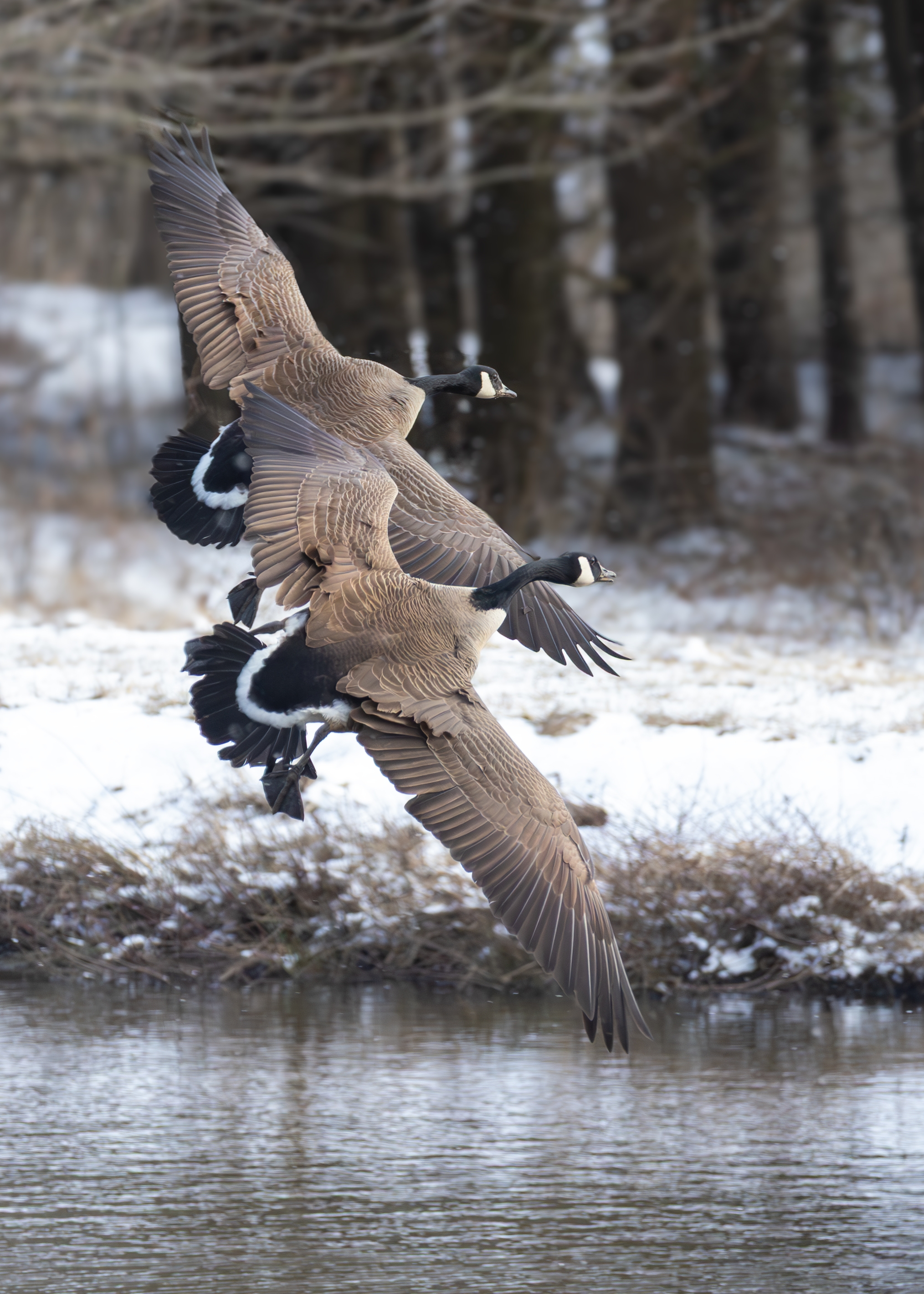 Geese landing.jpg