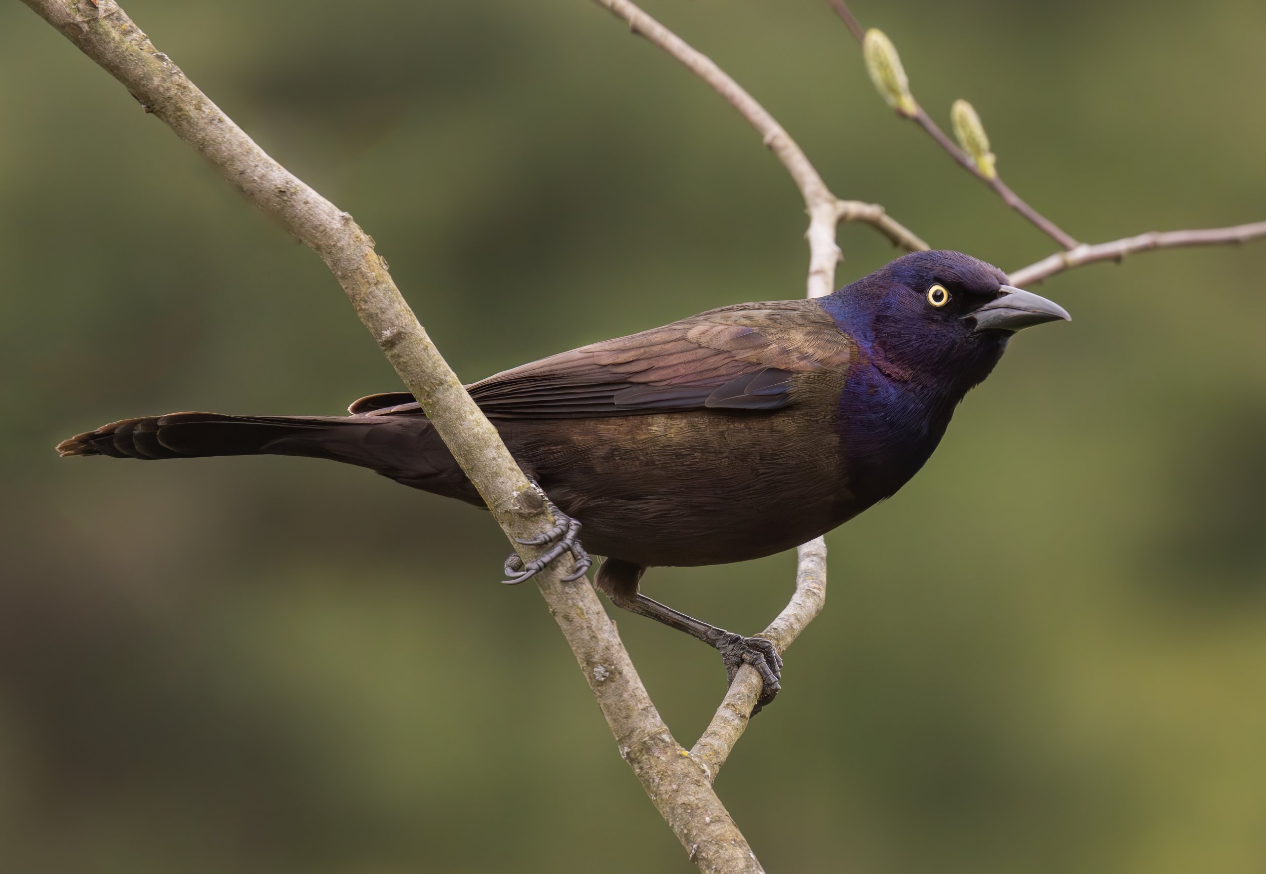 Grackle on a willow.jpg