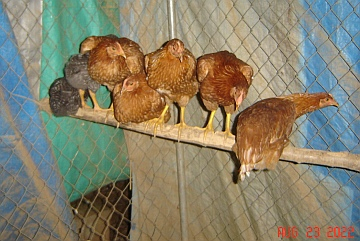 !Hens Perched DSC22082X (SM).jpg