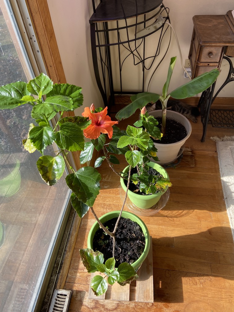 Hibiscus and Banana Tree.jpeg