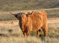 highlander.jpg