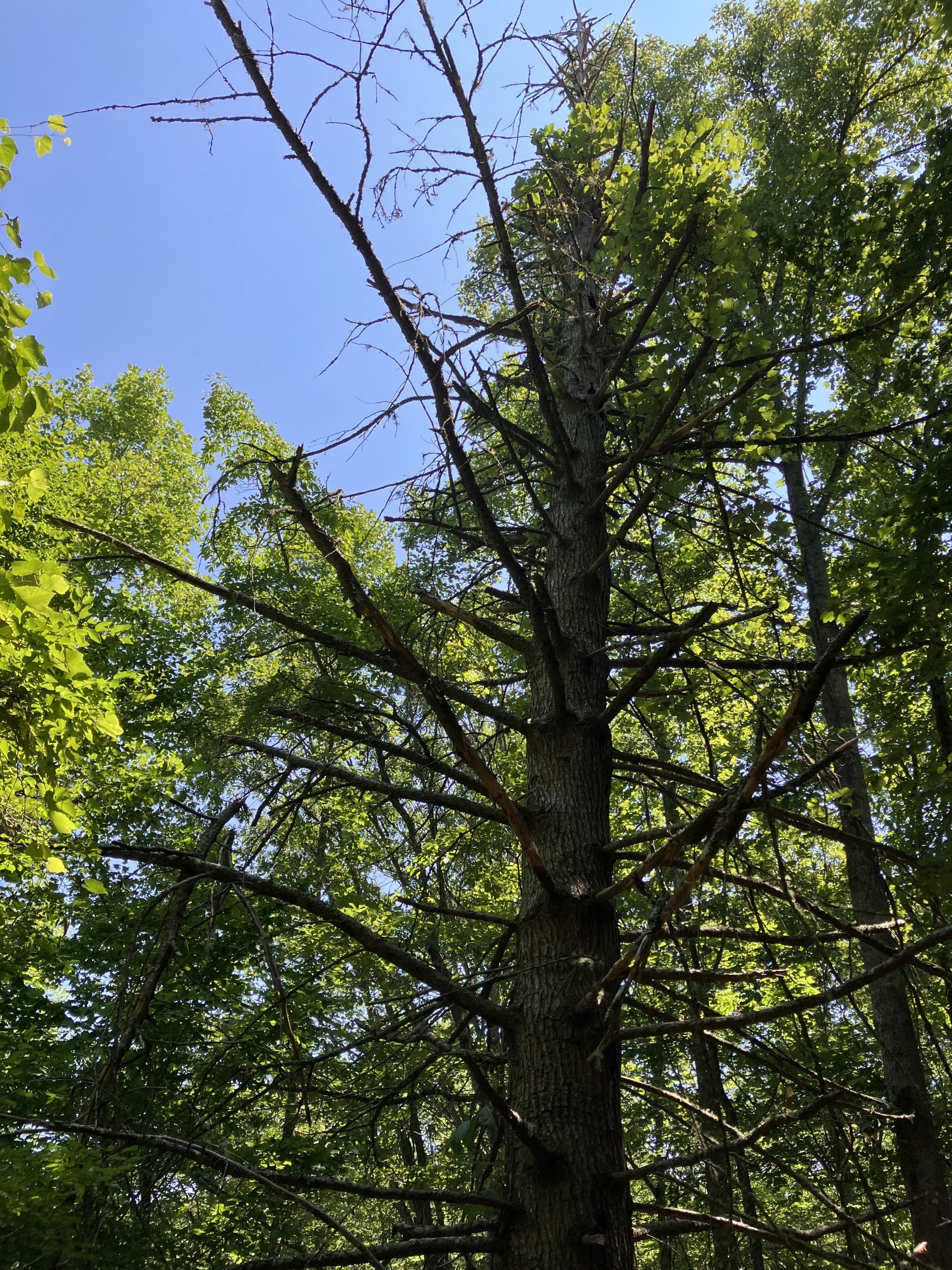 IMG_0378.jpeg