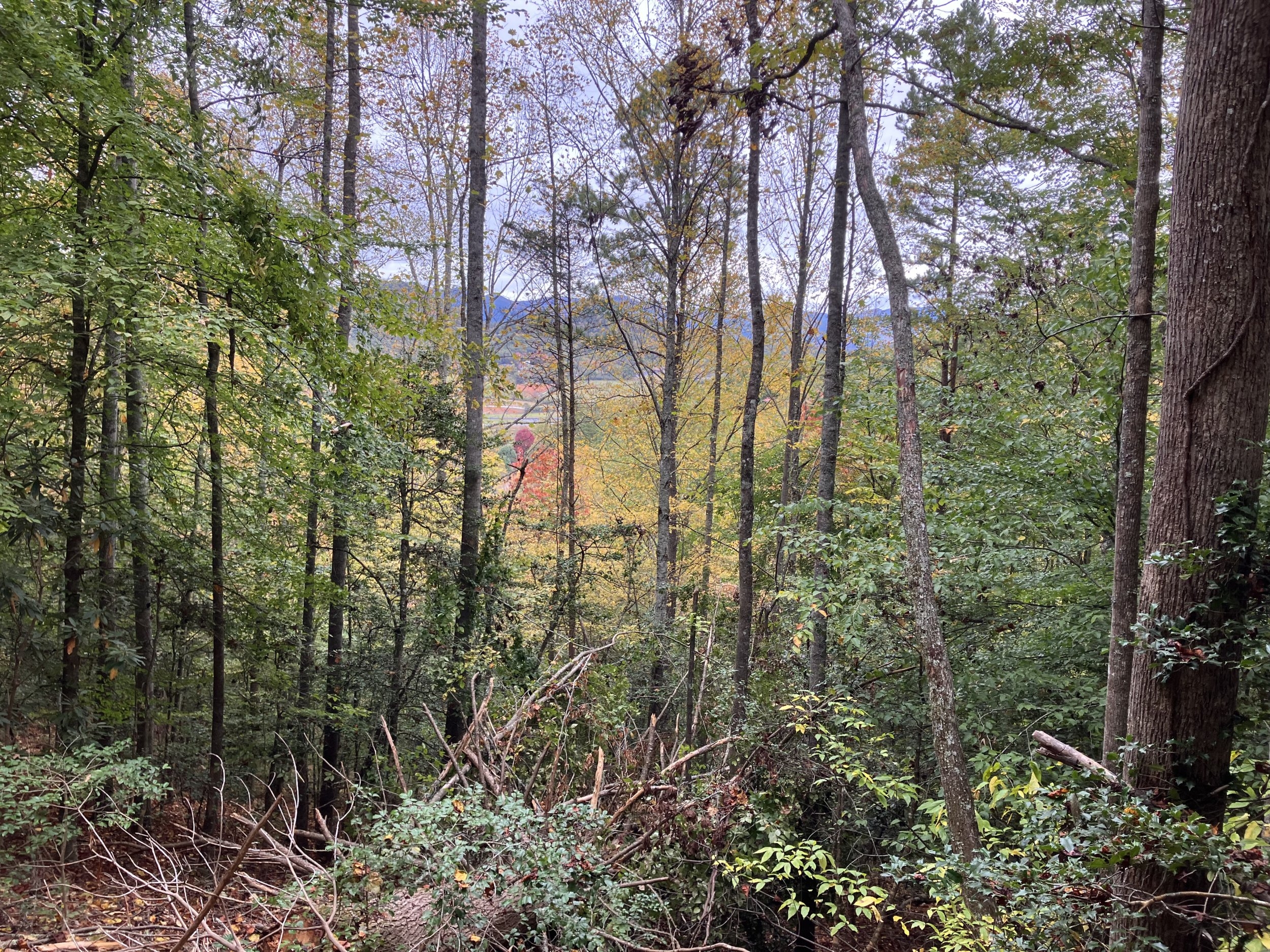 IMG_0707.jpeg