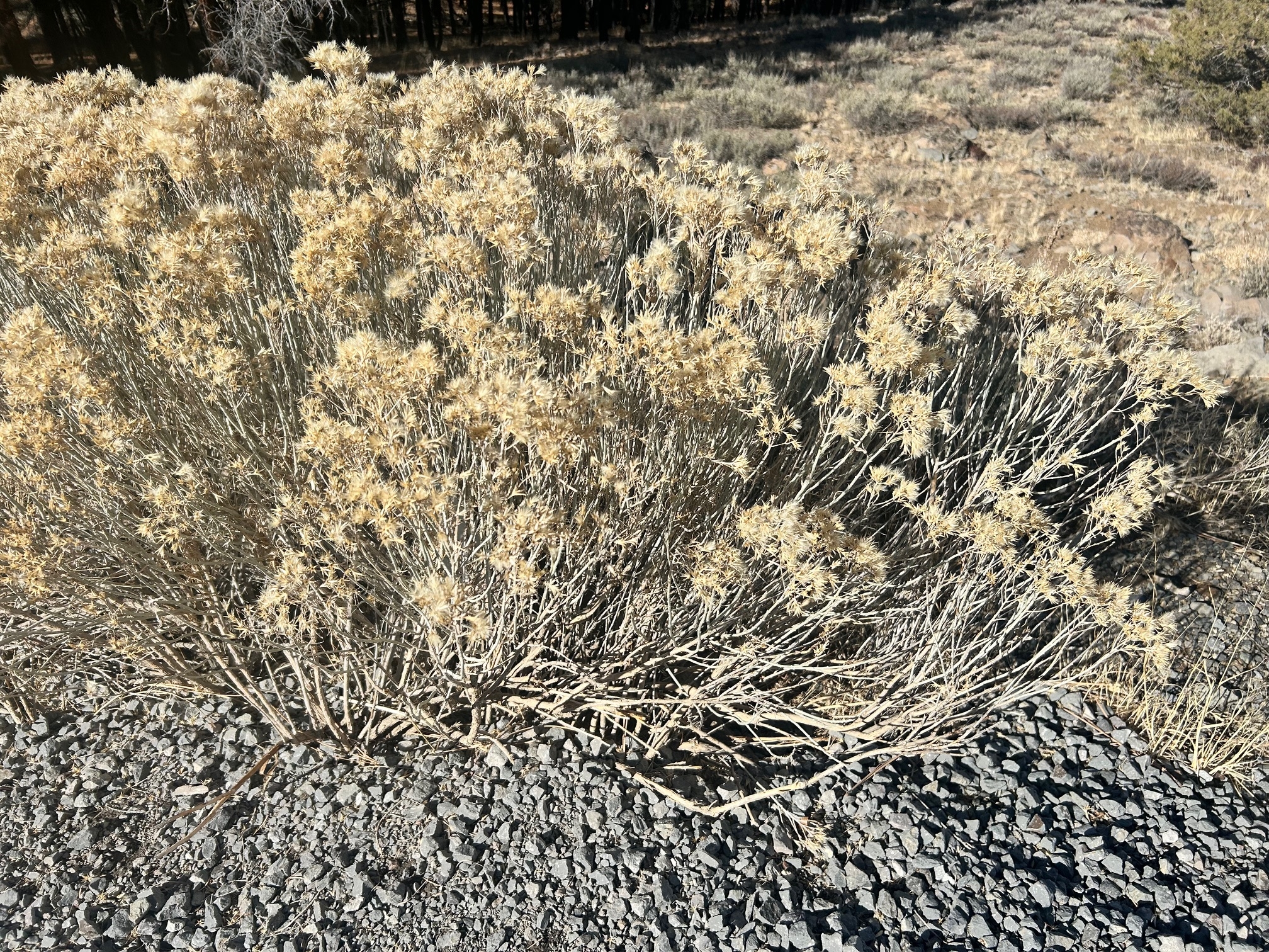 IMG_0829.jpeg