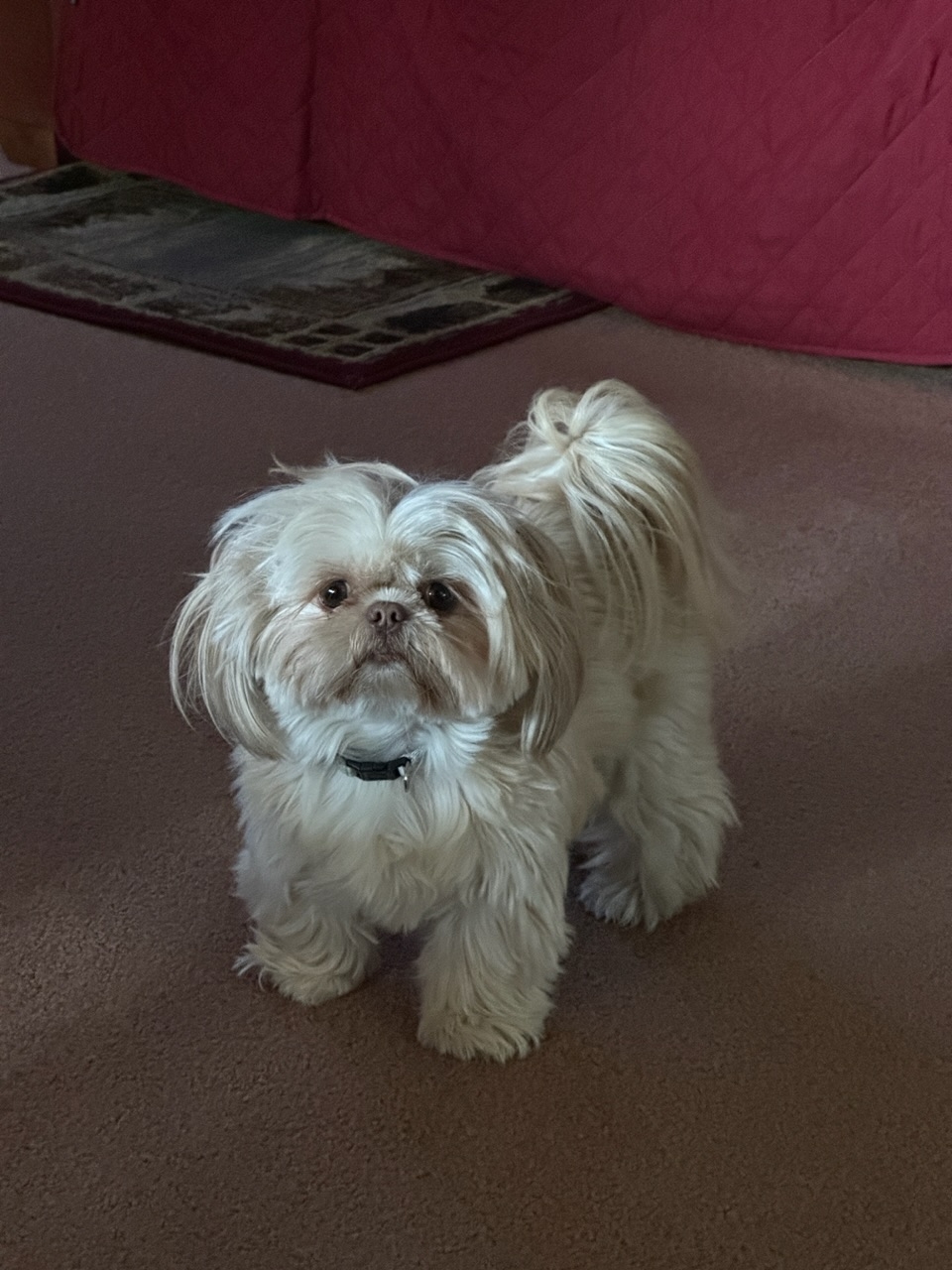 IMG_0882.jpeg
