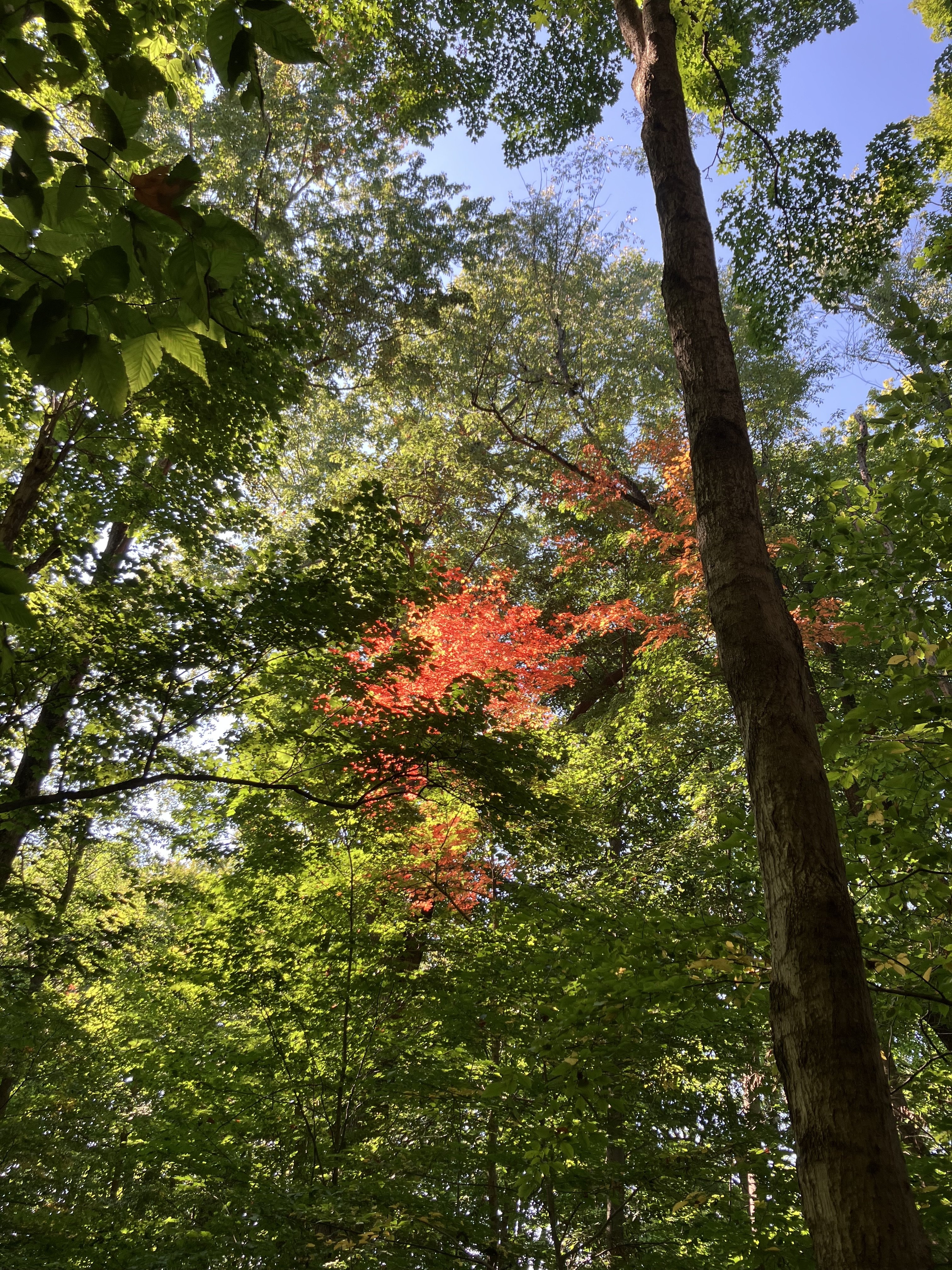 IMG_1221.jpeg