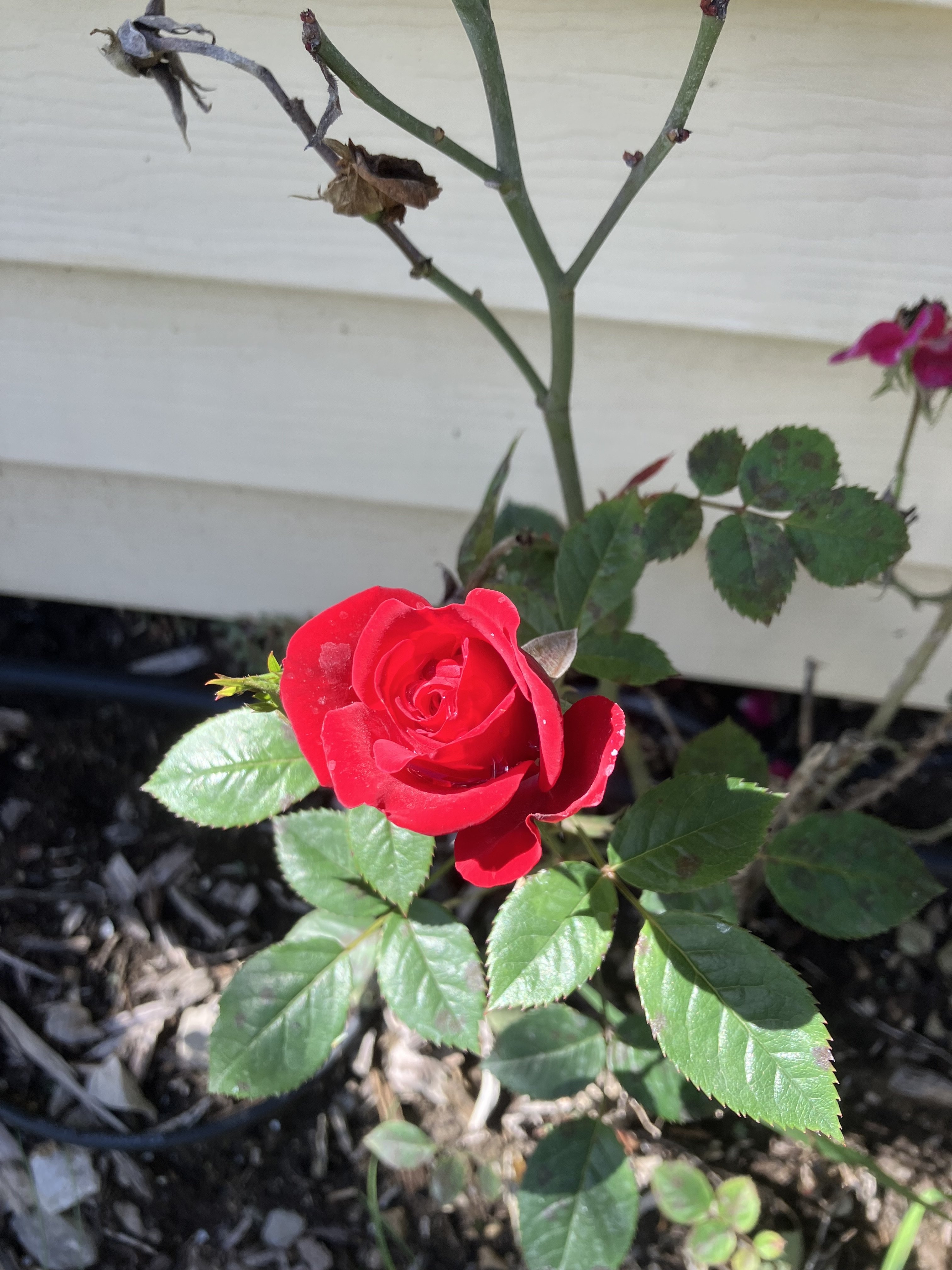 IMG_1686.jpeg