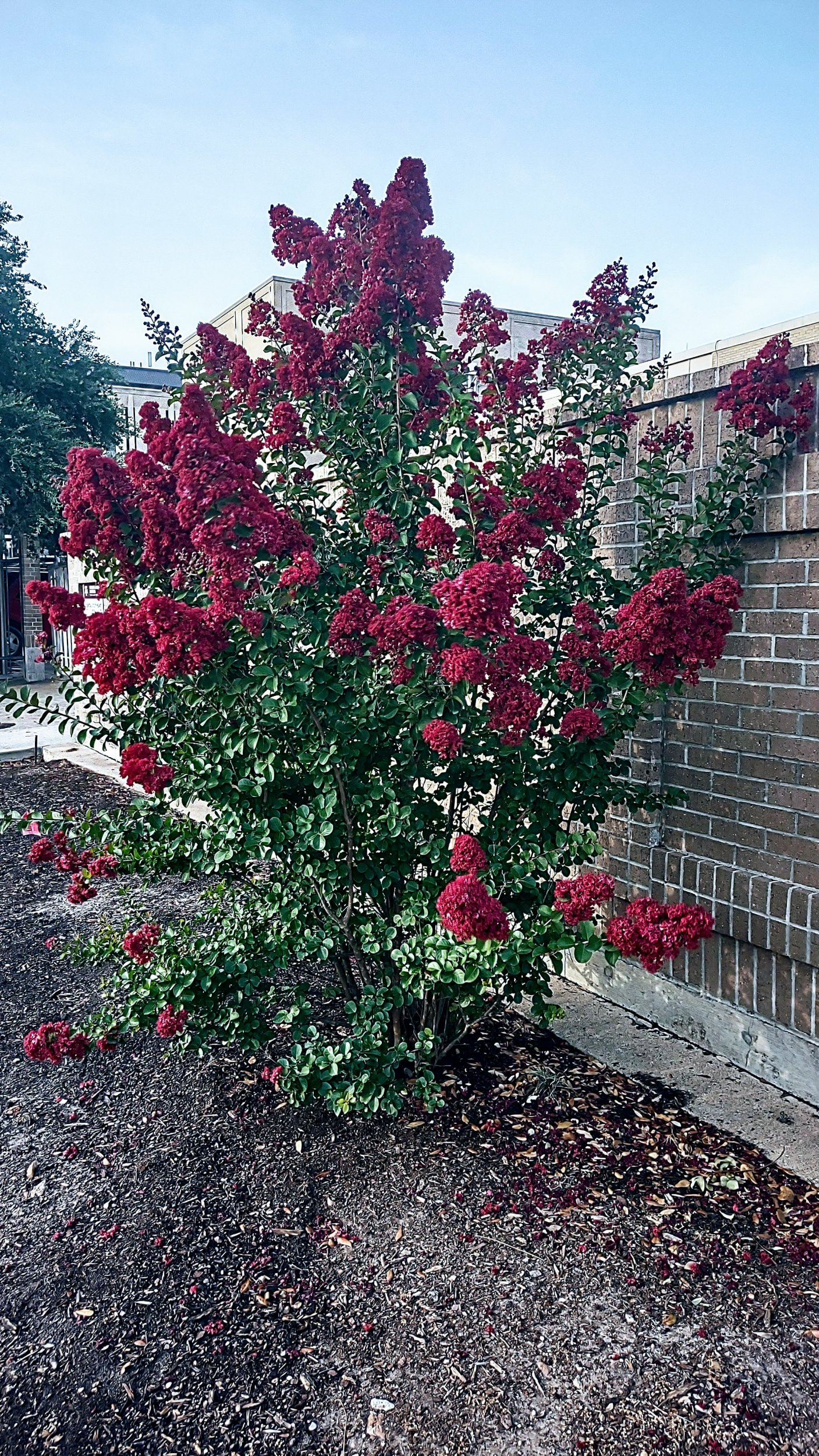 IMG_20220614_072606607_HDR~2.jpg