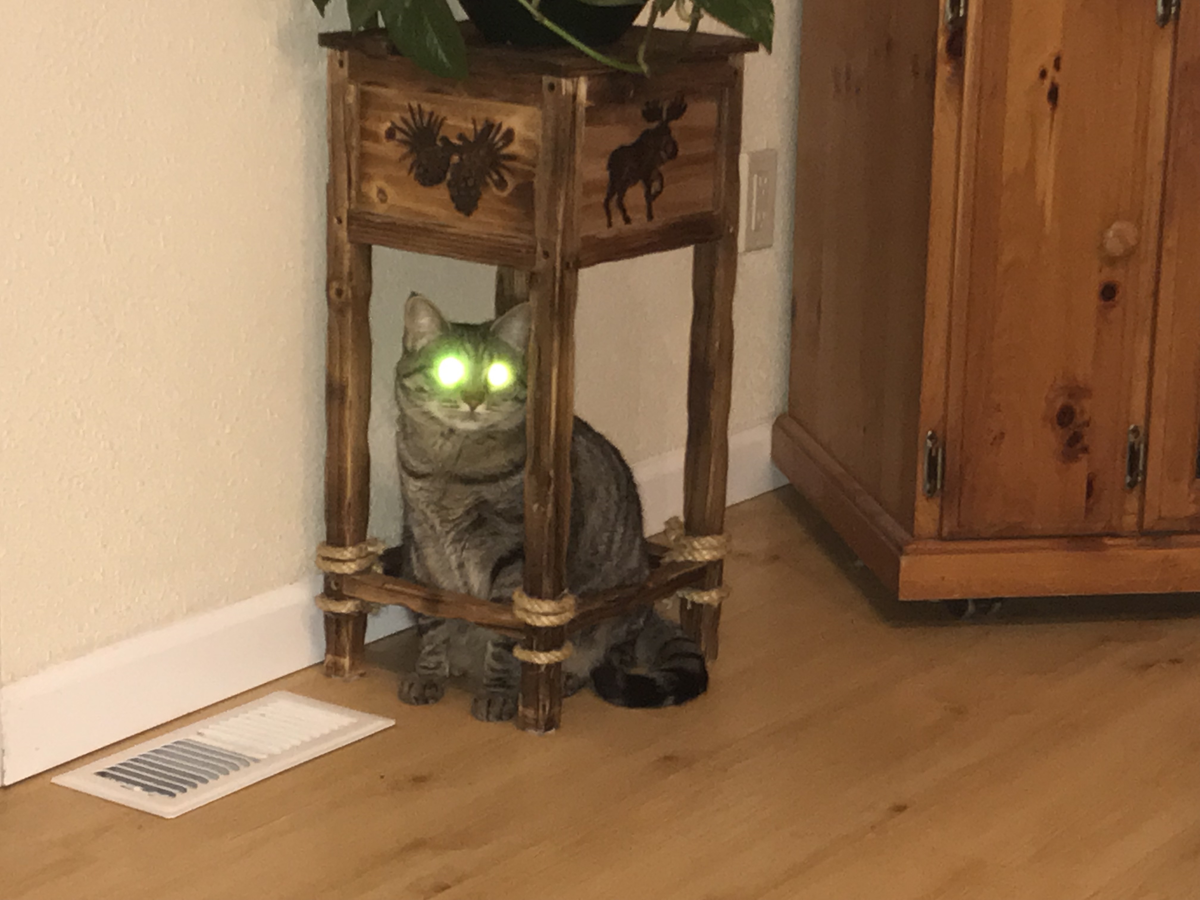 IMG_3390.jpeg