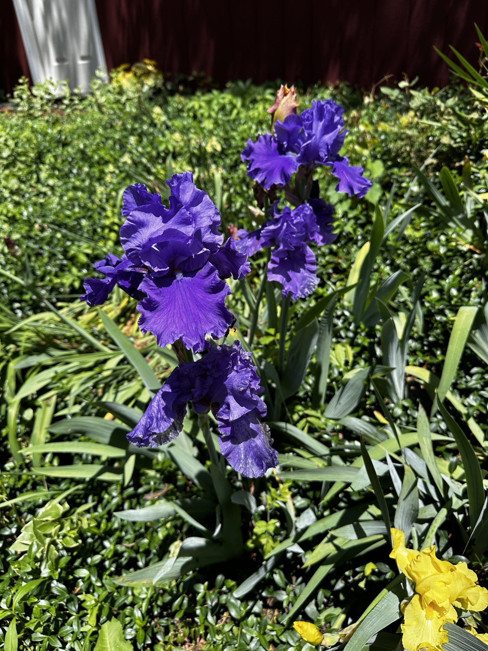 IMG_3516.JPG