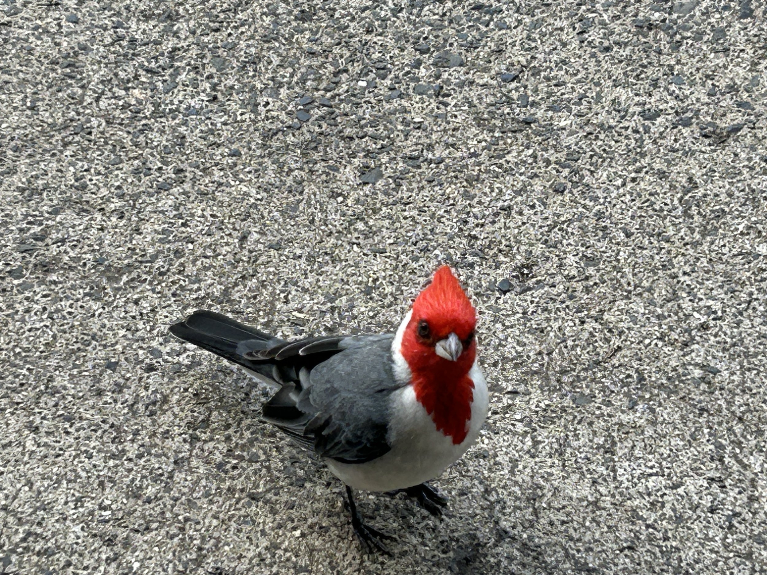 IMG_3752.jpeg