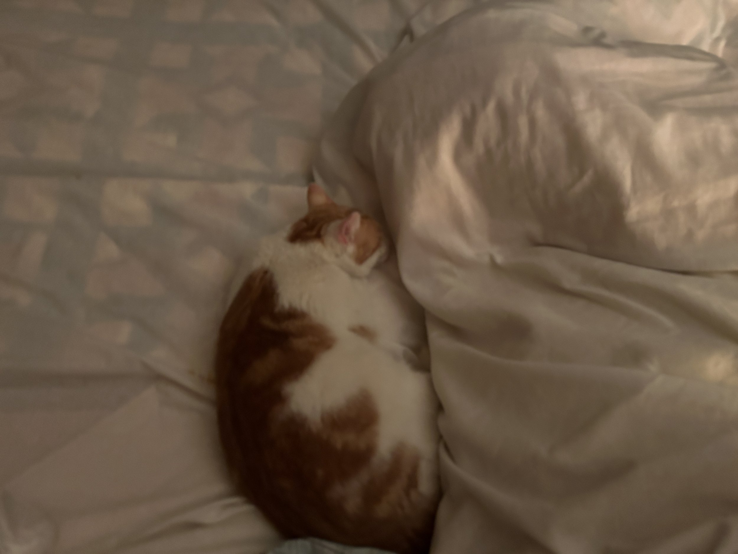 IMG_4239.jpeg