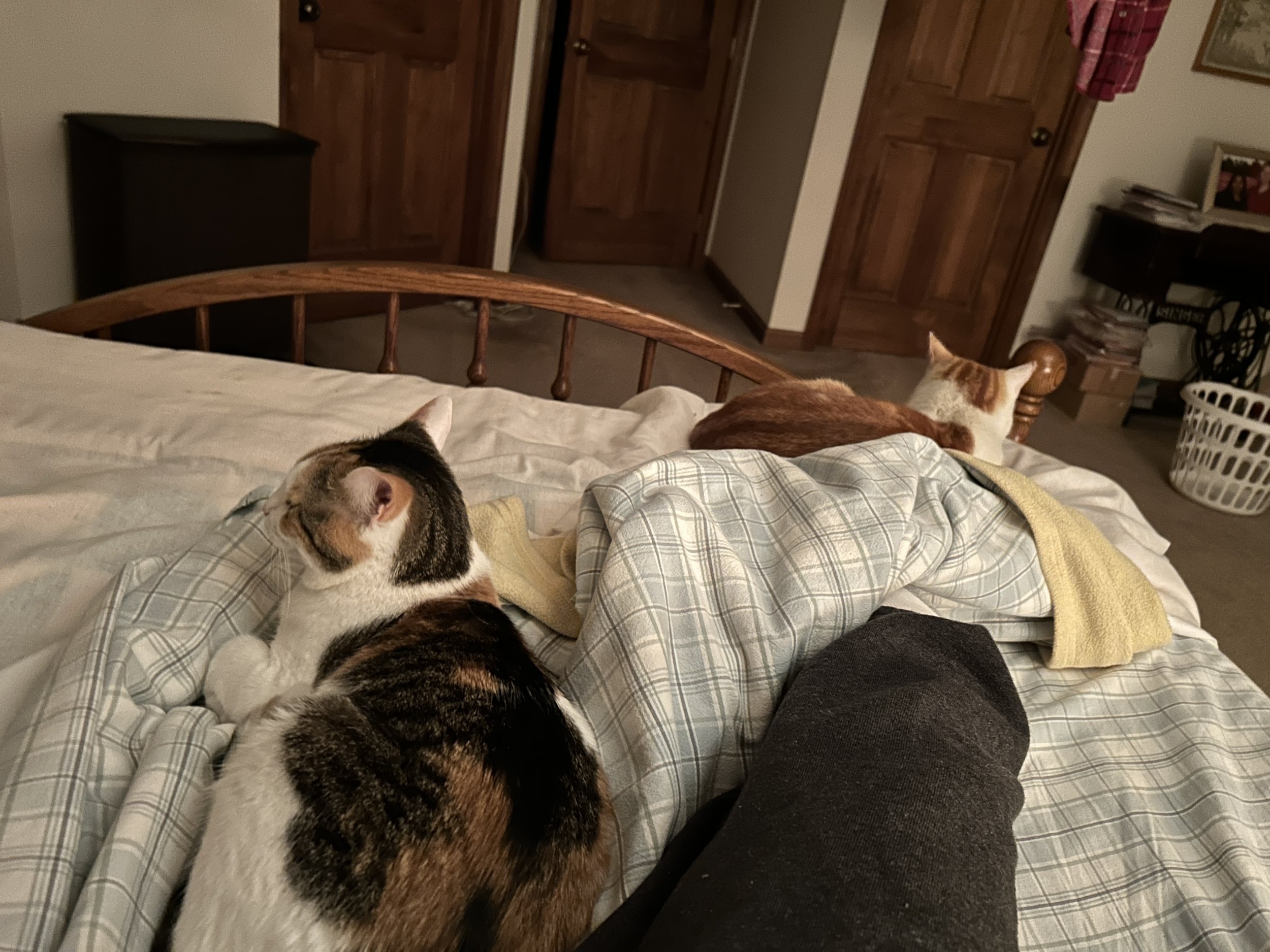 IMG_4246.jpeg