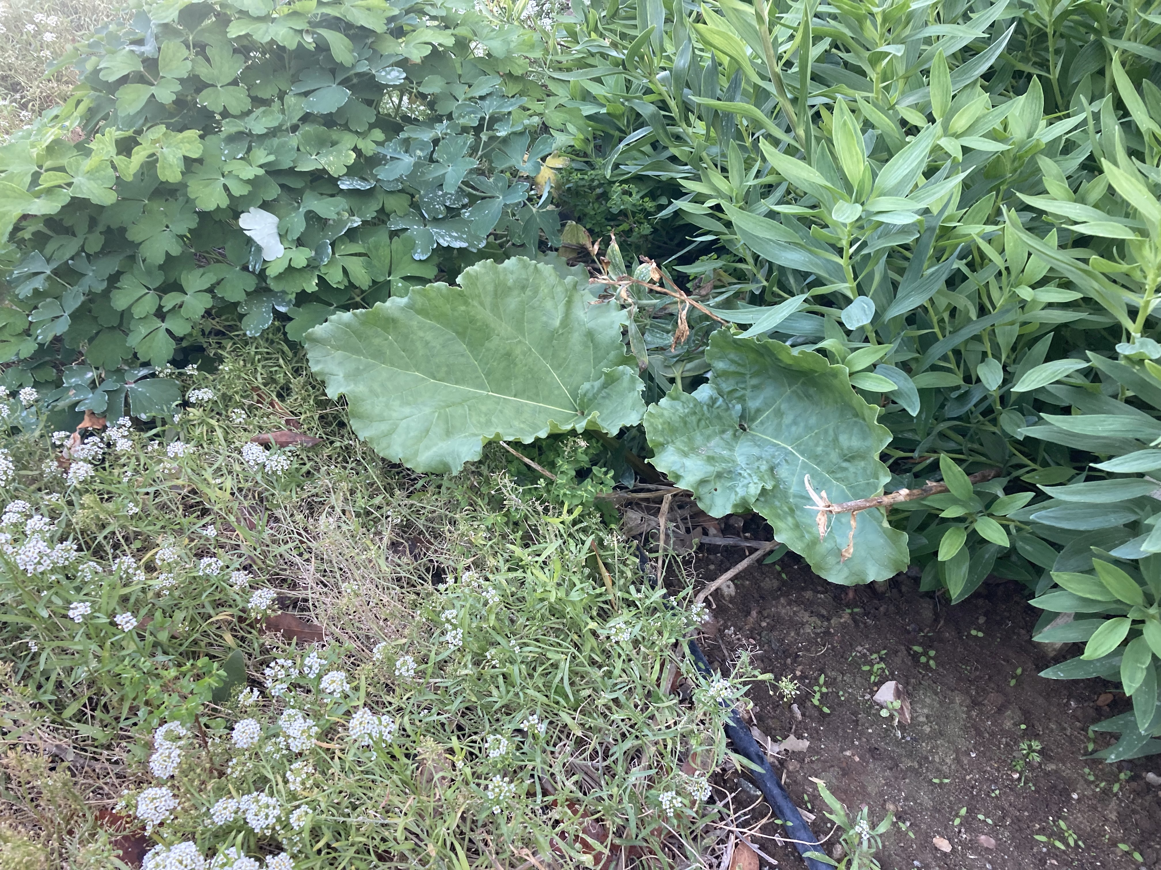 IMG_6249.jpeg