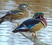 IMG_6700.jpeg