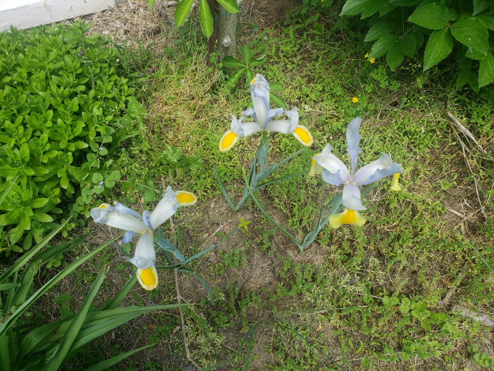 Iris 3 20210517_140450.jpg