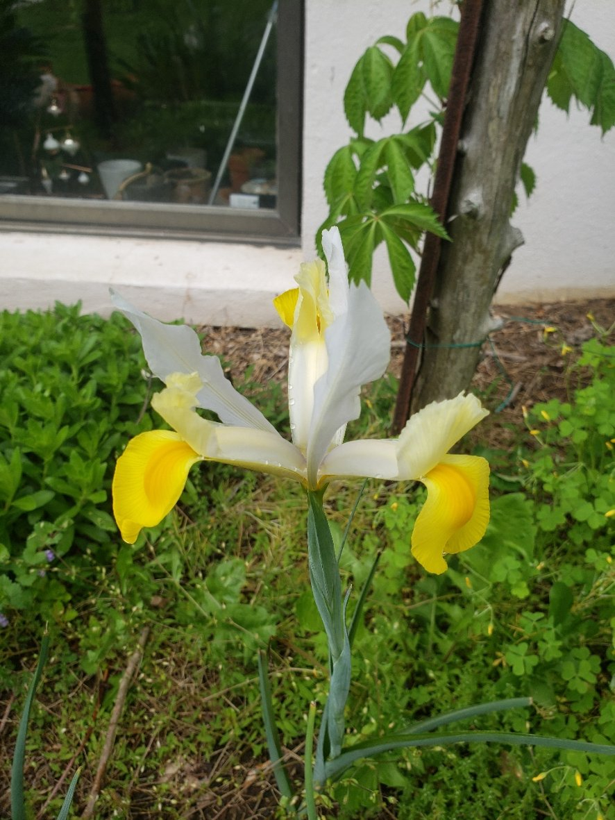 IrisNew20210509_111412.jpg