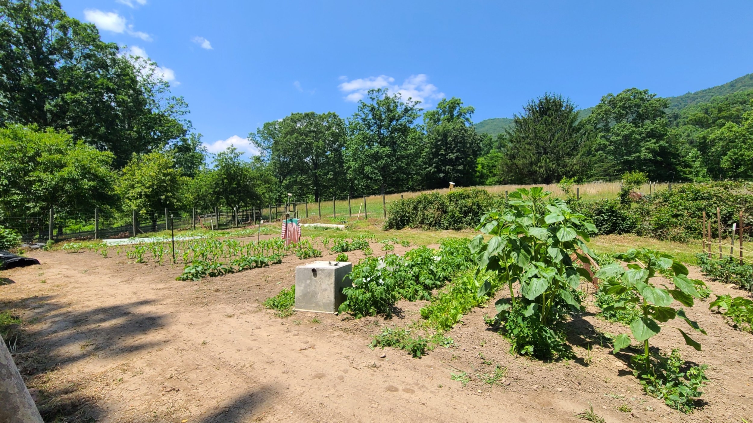 June 10 Garden.jpg