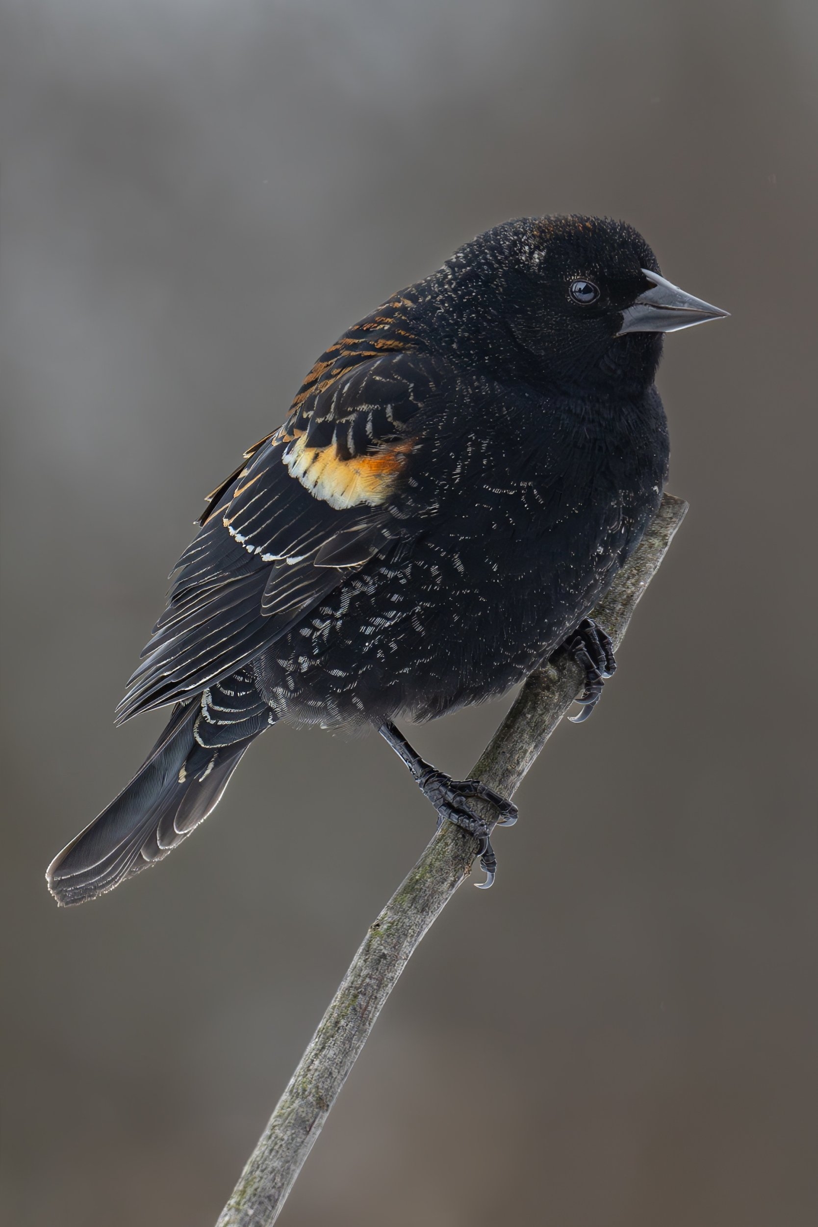 Juvenile  Male Red-winged Blackbird.jpg