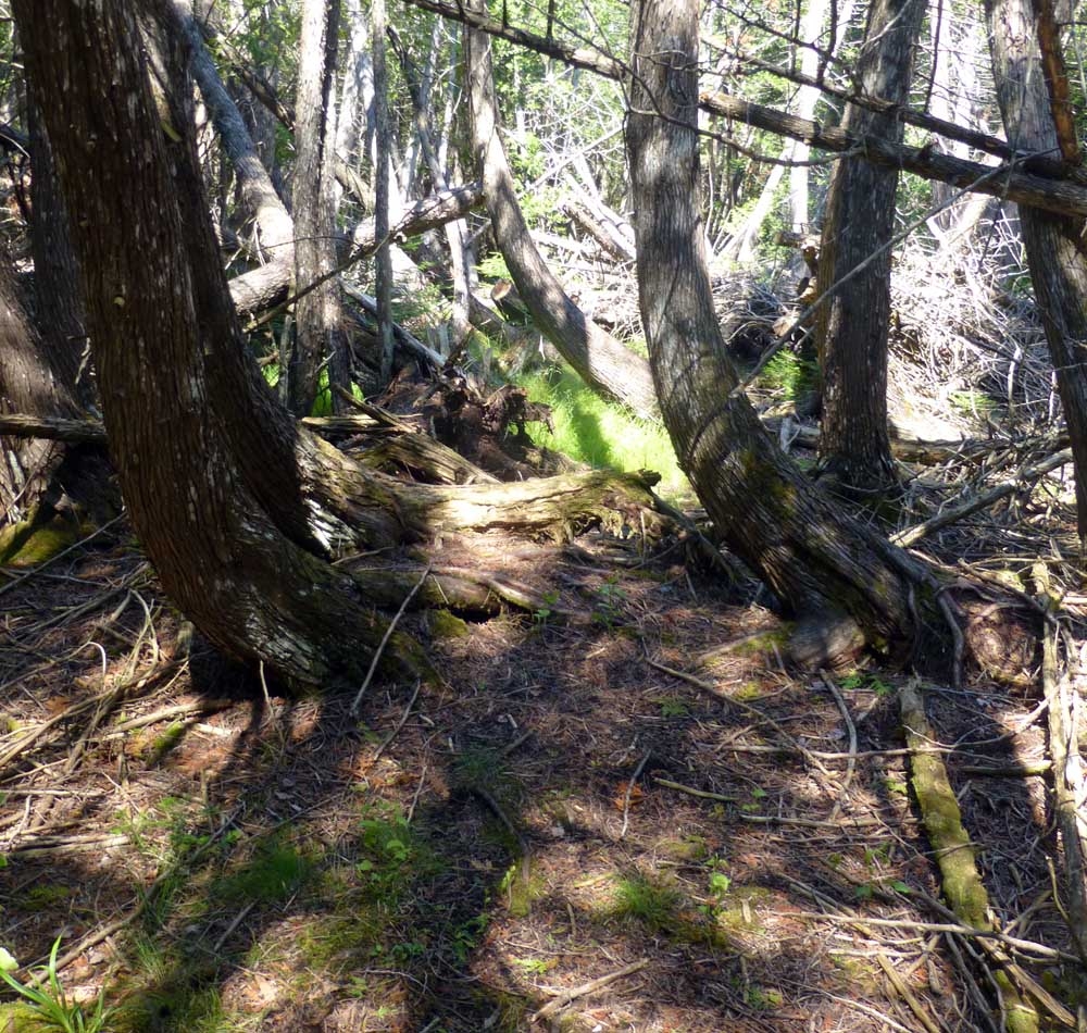 keweetrails00.jpg