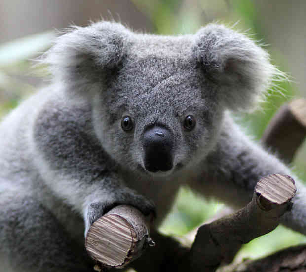 Koala Bear.jpeg