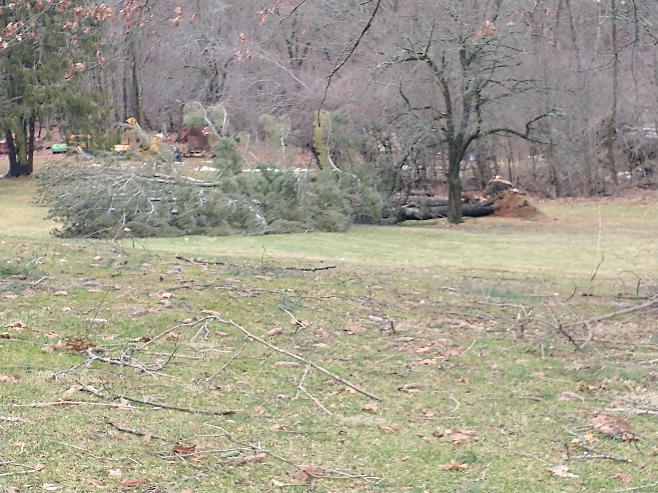 large pine 2.jpg