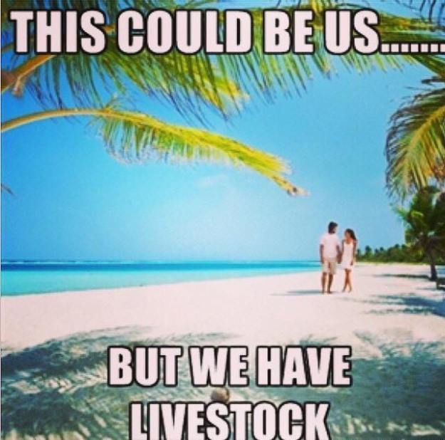 livestock.jpg