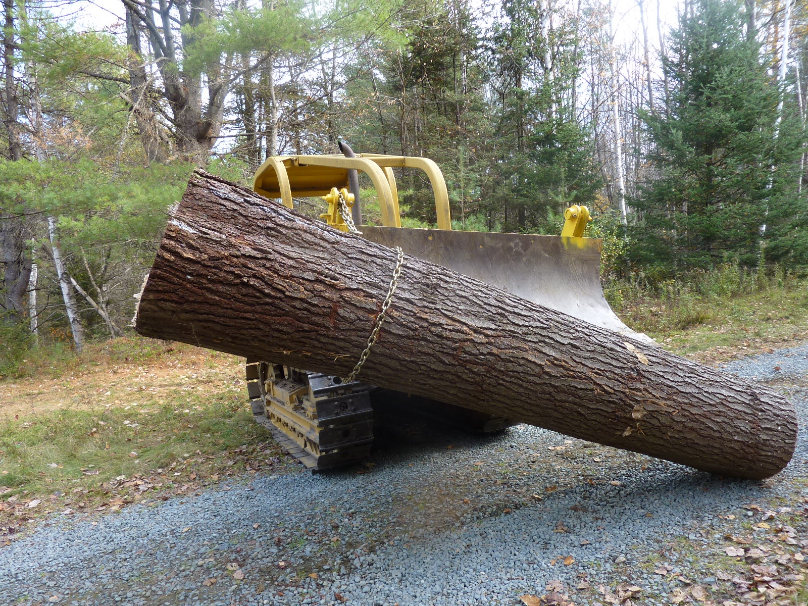 LoadingPine2.JPG
