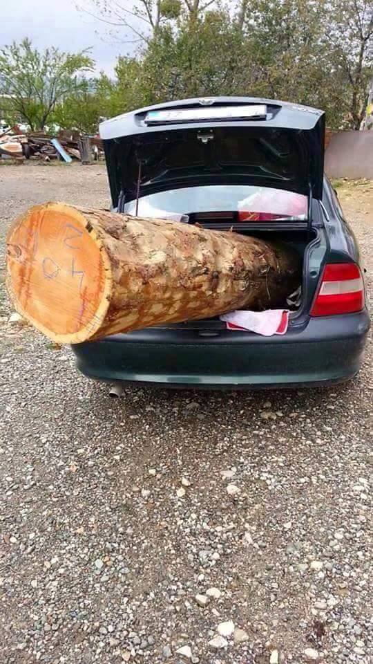 log in trunk.jpg