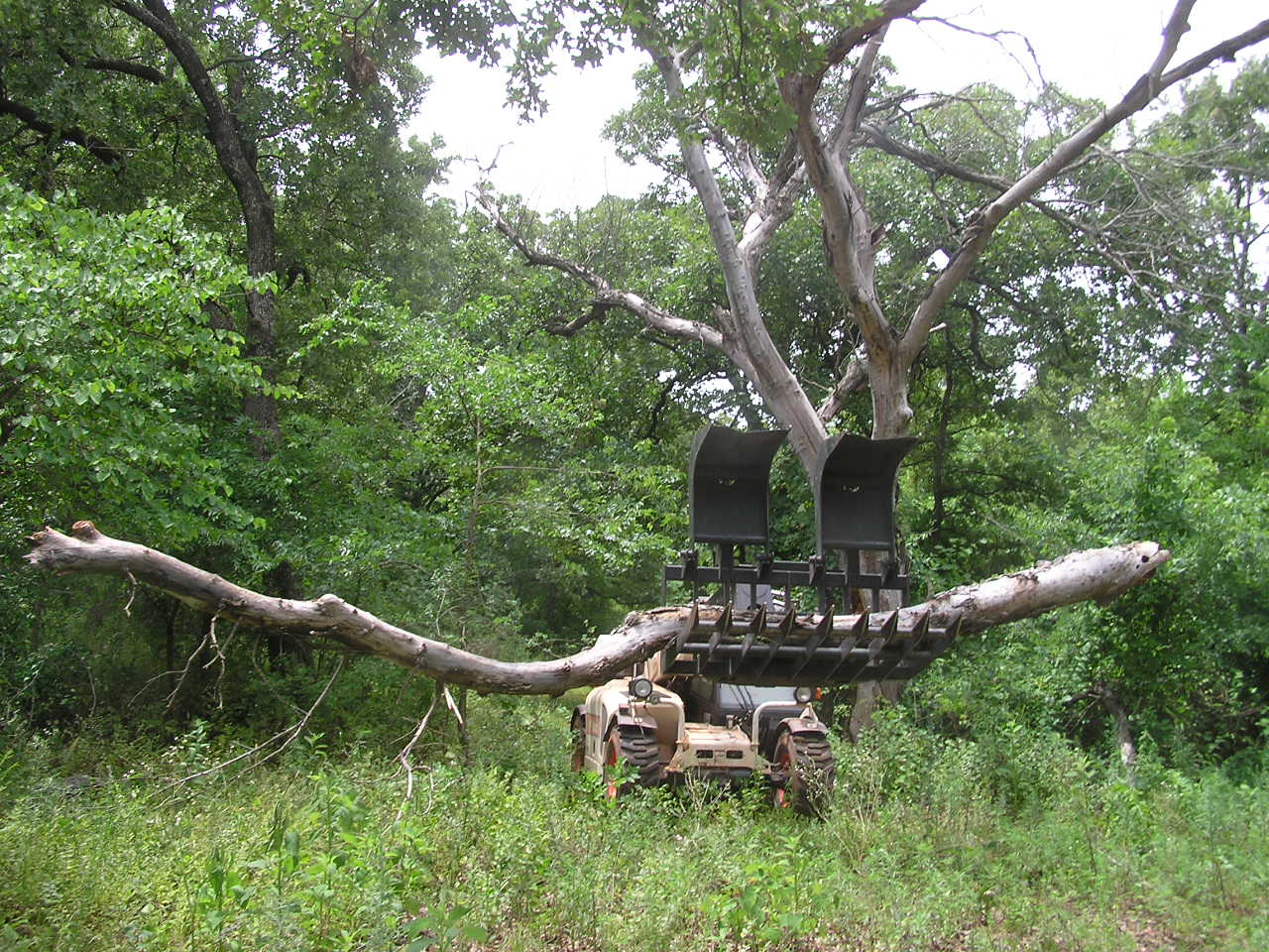 log.JPG